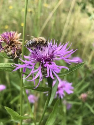 biene_auf_wildblume