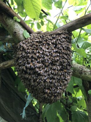schwarmtraube